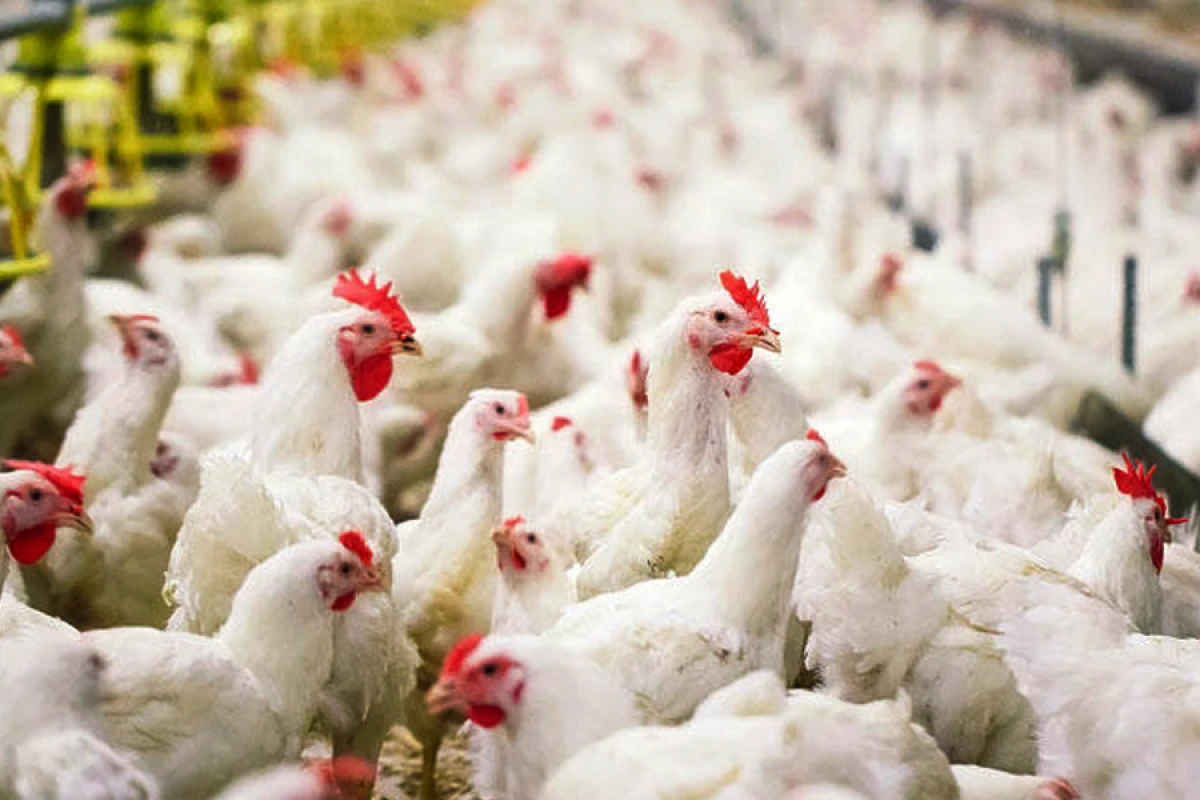 Meksika Braziliyadan quş əti idxalını dayandırdı