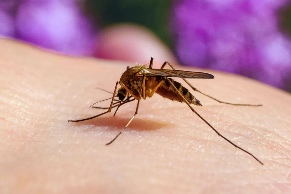 Ağcaqanadlarda virus [[aşkarlandı]]