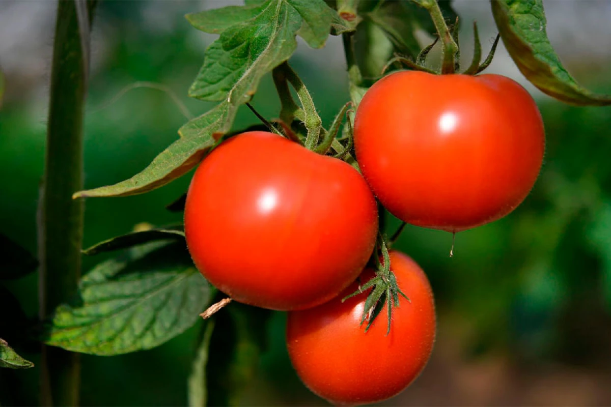 Xarici bazarlara [[pomidor ixracı]] 15,3% artdı