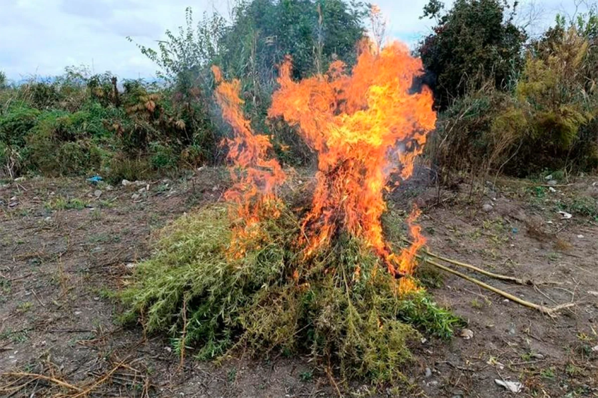 Zəngilanda [[1 tona yaxın yabanı çətənə bitkisi]] məhv edildi