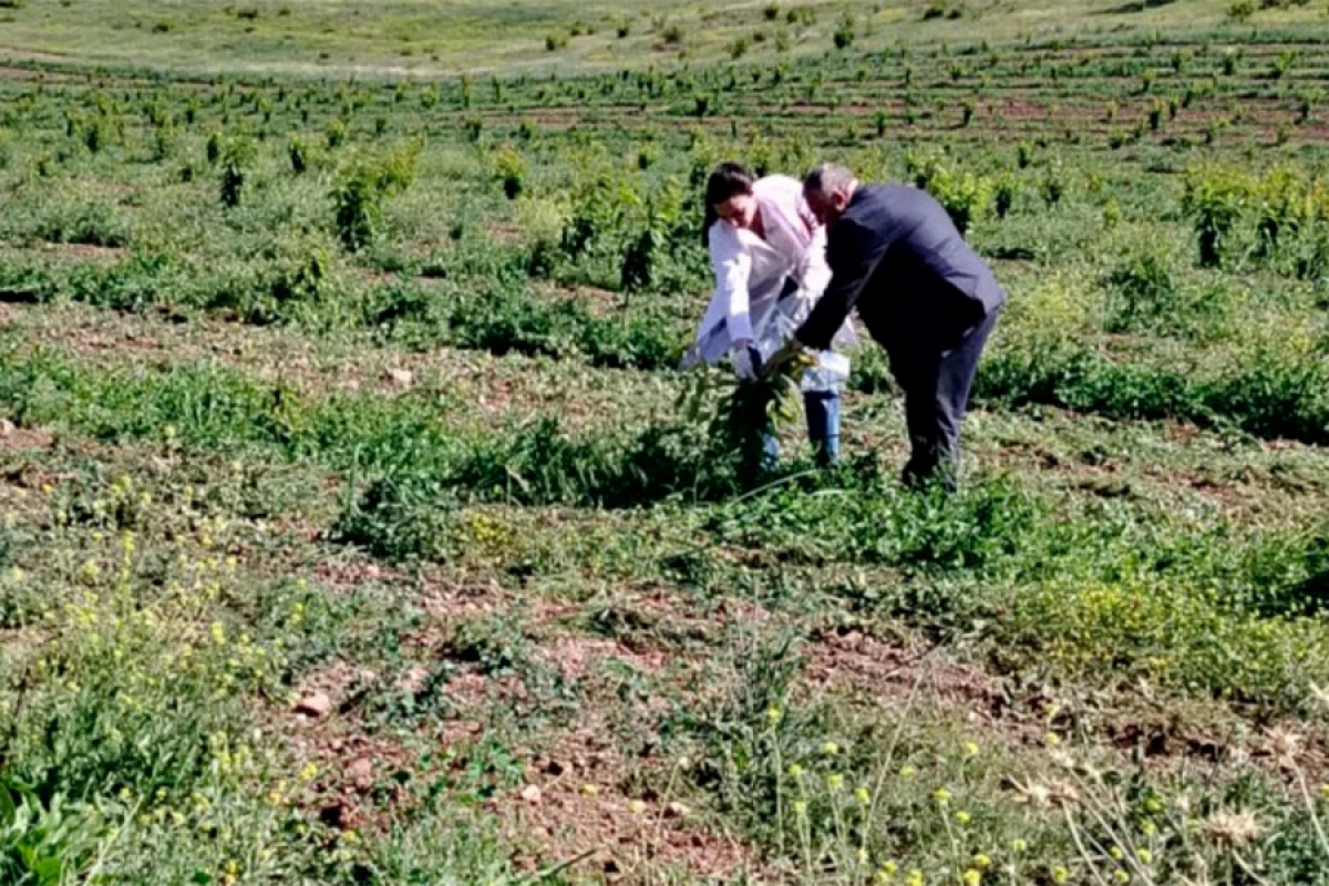 AQTA azad olunan ərazilərdə [[fitosanitar monitorinqlər]] keçirdi