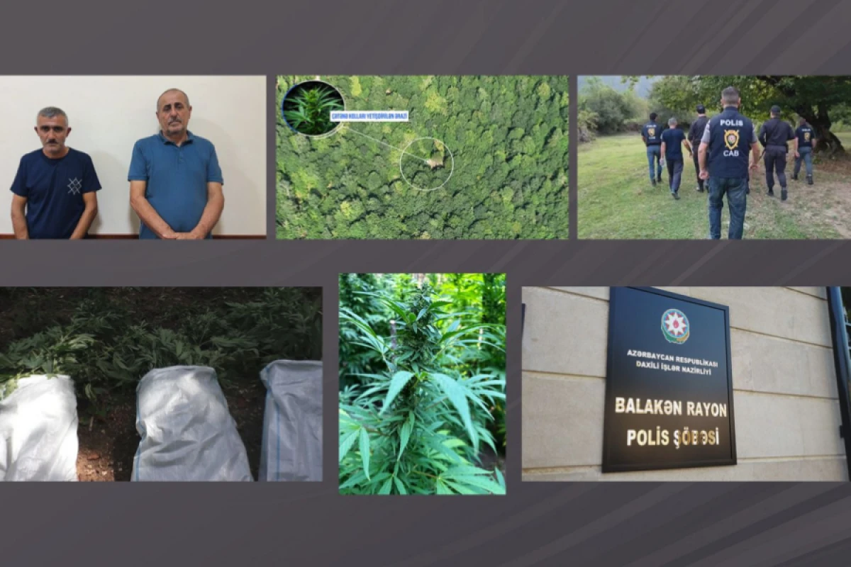 [[DİN:]] Balakəndə dağlarda narkoplantasiya salan silahlı şəxslər saxlanıldı