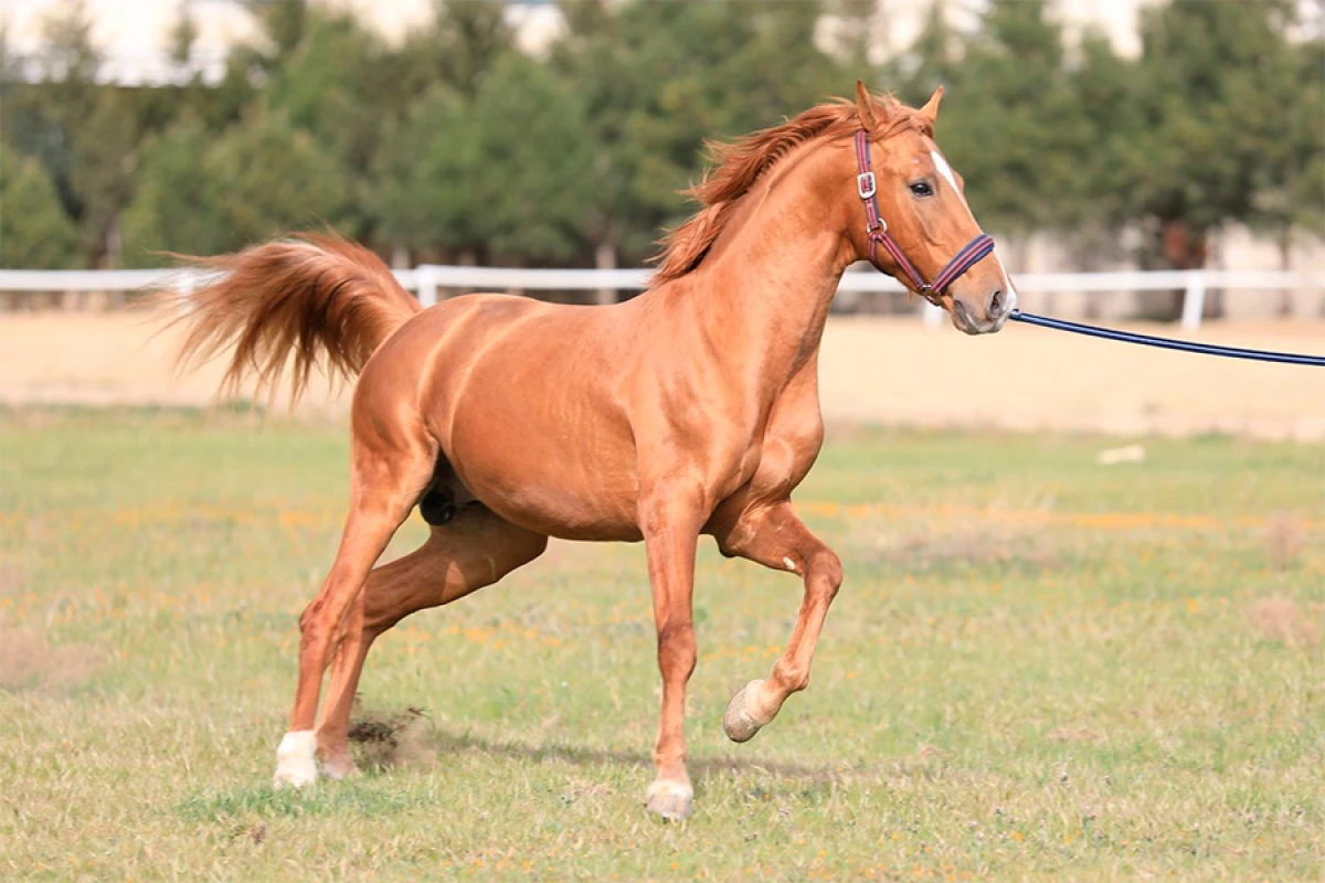 Cıdır düzündə [[Qarabağ atlarının paradı]] keçirildi