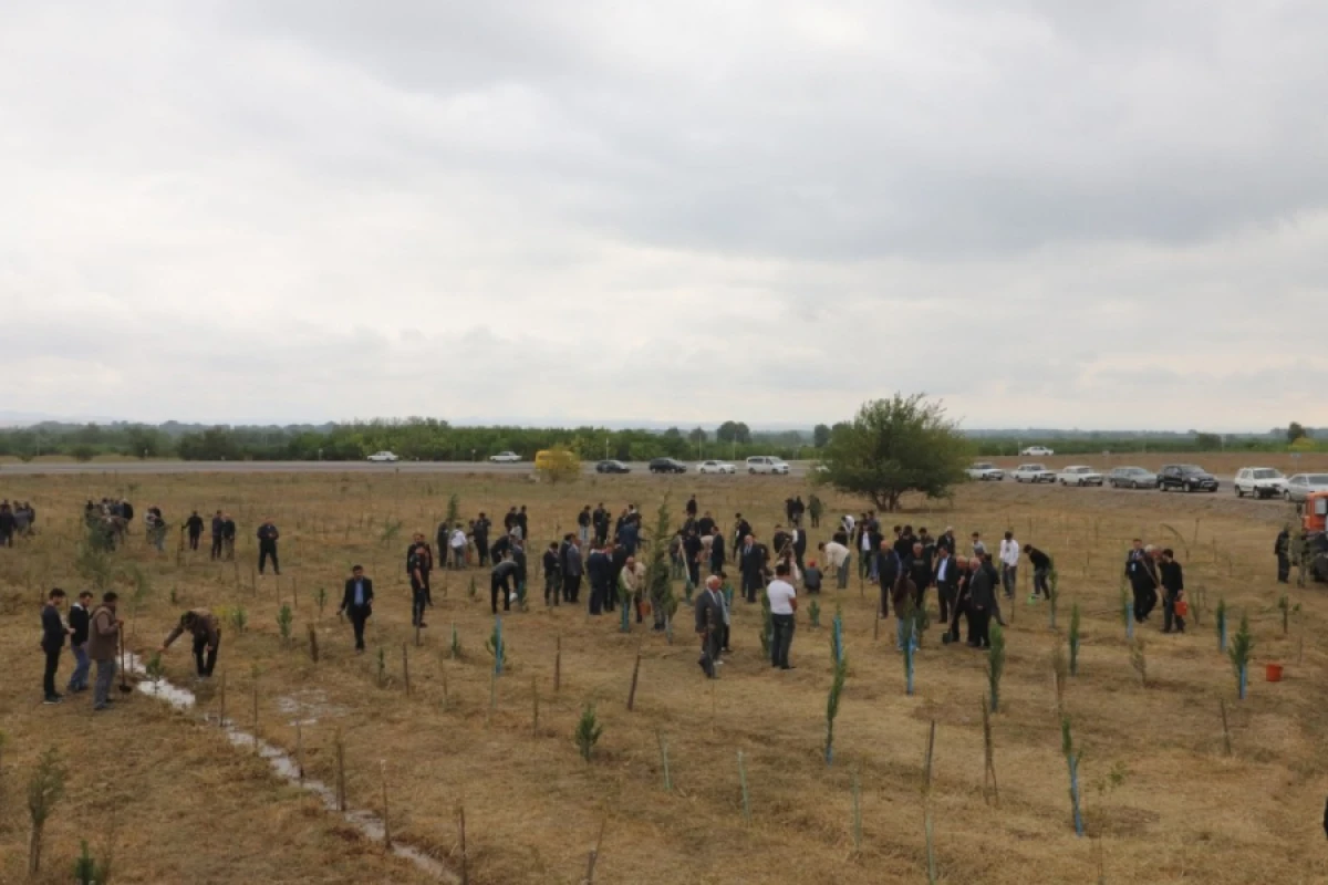 Qazaxda [[ağacəkmə aksiyası]] keçirildi