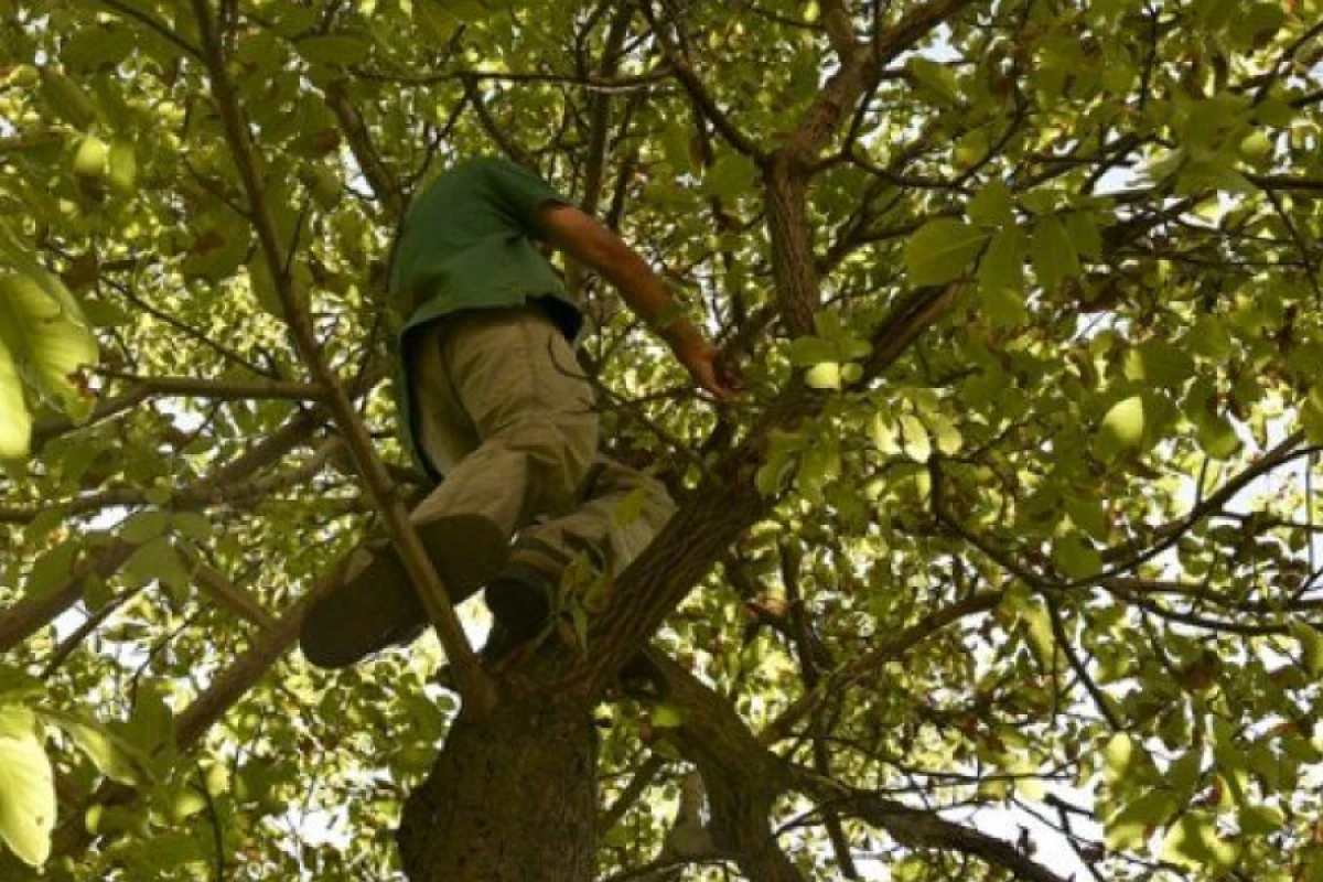 Qonaq getdiyi evdə [[ağacdan yıxıldı]]