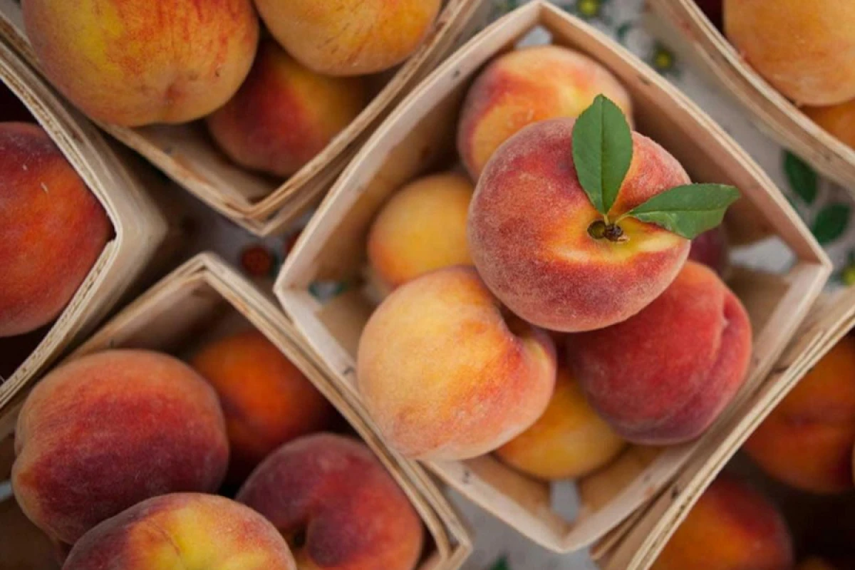 Azərbaycan ilk dəfə [[Honkonq, Rumıniya və Latviyaya]] şaftalı ixrac etdi