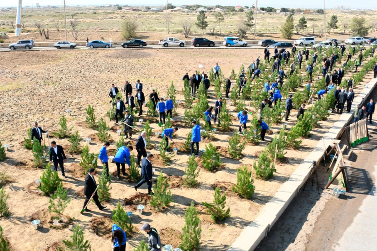 Bakıda növbəti [[ağacəkmə aksiyası]] keçirildi