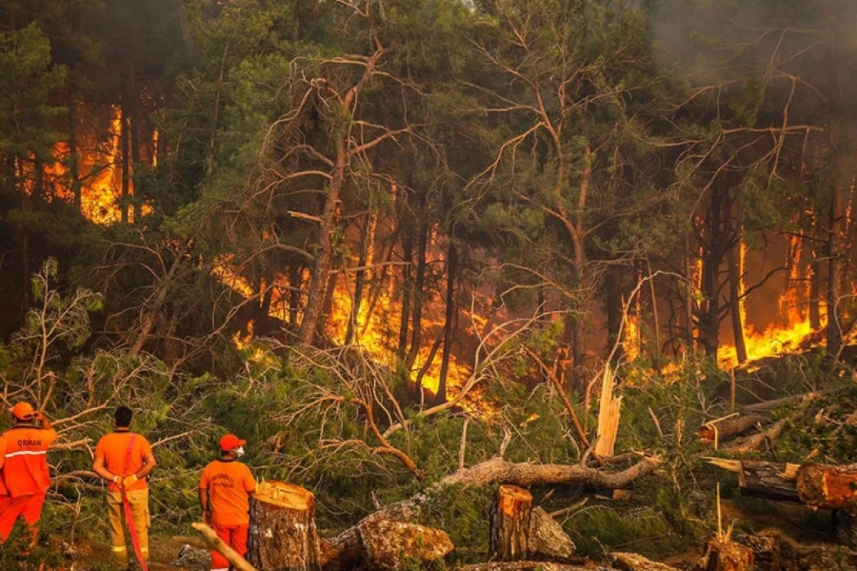[[Türkiyədə]] meşə yanğını başladı