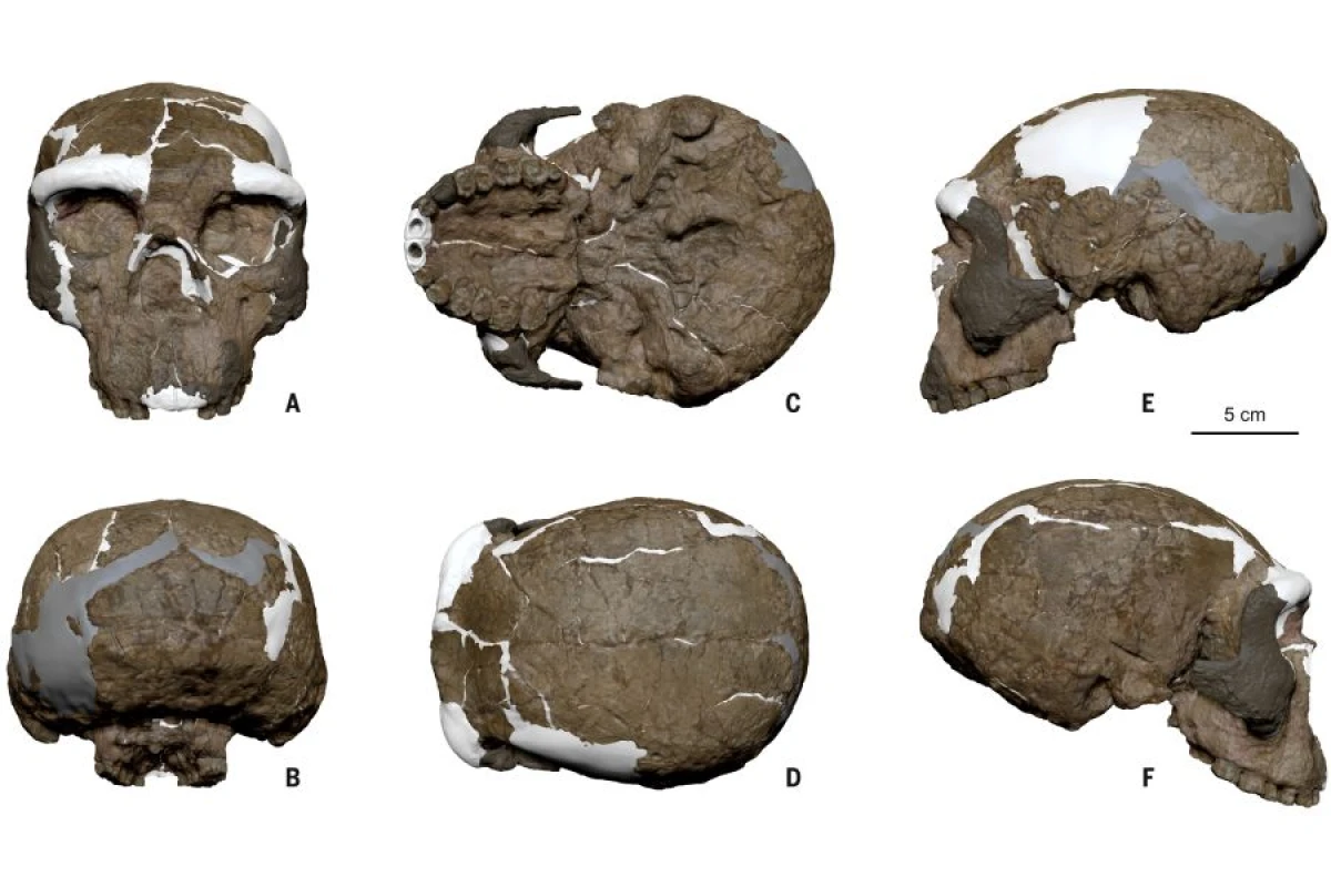 İnsan təkamülü ilə bağlı yeni məlumatlar [[ortaya çıxdı]]