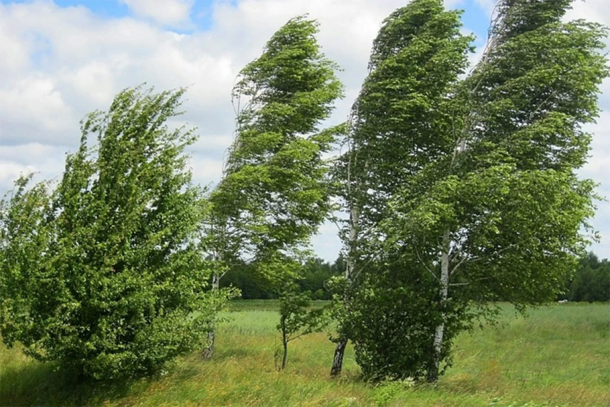 Bakıda və rayonlarda külək [[güclənəcək]]