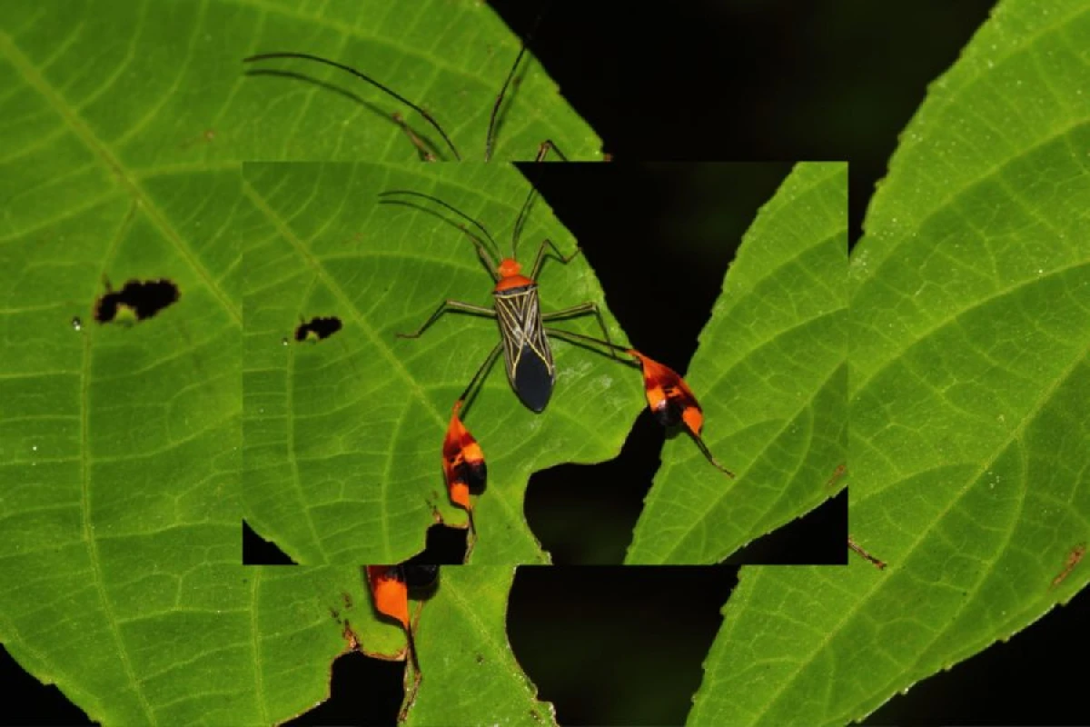 [[Təbiətin möcüzəvi müdafiə mexanizmi:]] Böcəklərin sirli “lələk” hərəkəti
