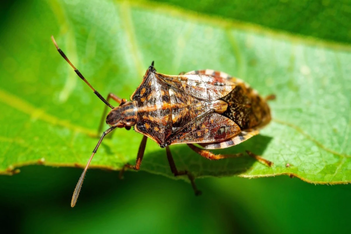 [[AQTA:]] Vətəndaşların zərərverici ilə mübarizədə yaxından iştirakı olduqca vacibdir