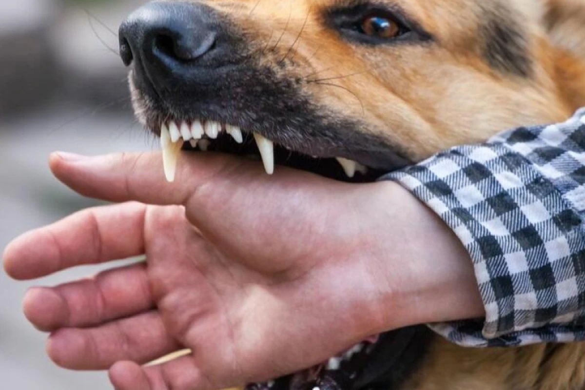 Tovuzda itin dişlədiyi məktəbli [[1 ay sonra öldü]]