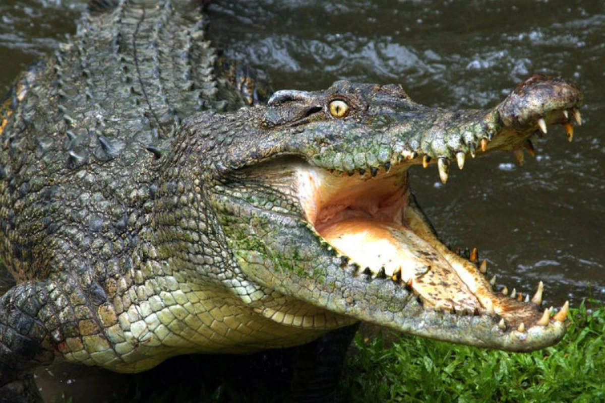 Timsah çay kənarında olan şəxsə [[hücum etdi]]