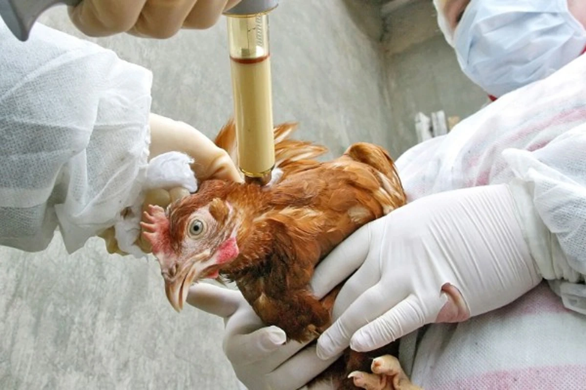 Azərbaycana bir sıra ölkələrdən [[malların idxalı dayandırıldı]]