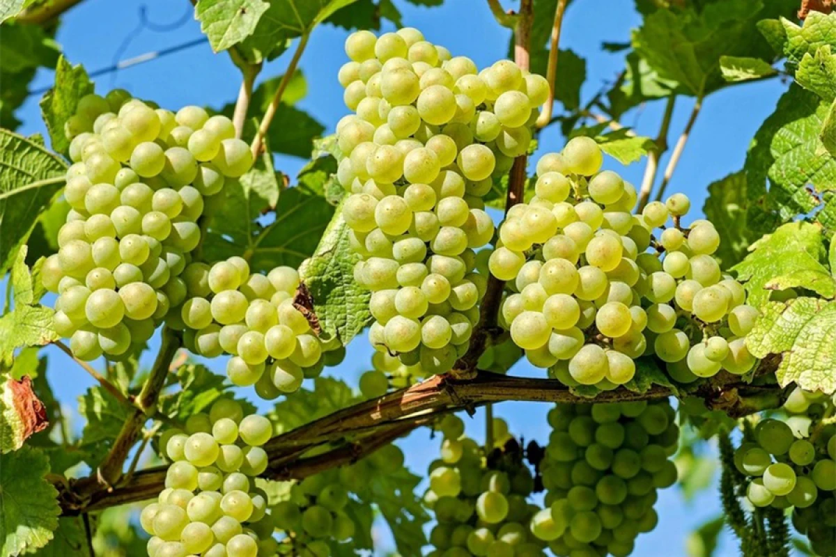 Azərbaycan Ukraynaya [[üzüm tədarükünü]] bərpa etdi