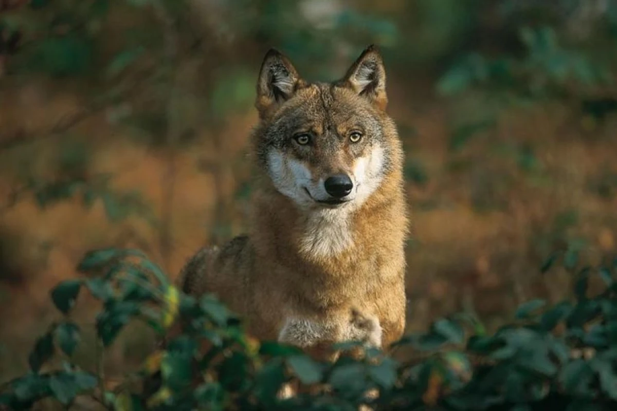 Canavarlar 5 nəfərə [[hücum etdi]]