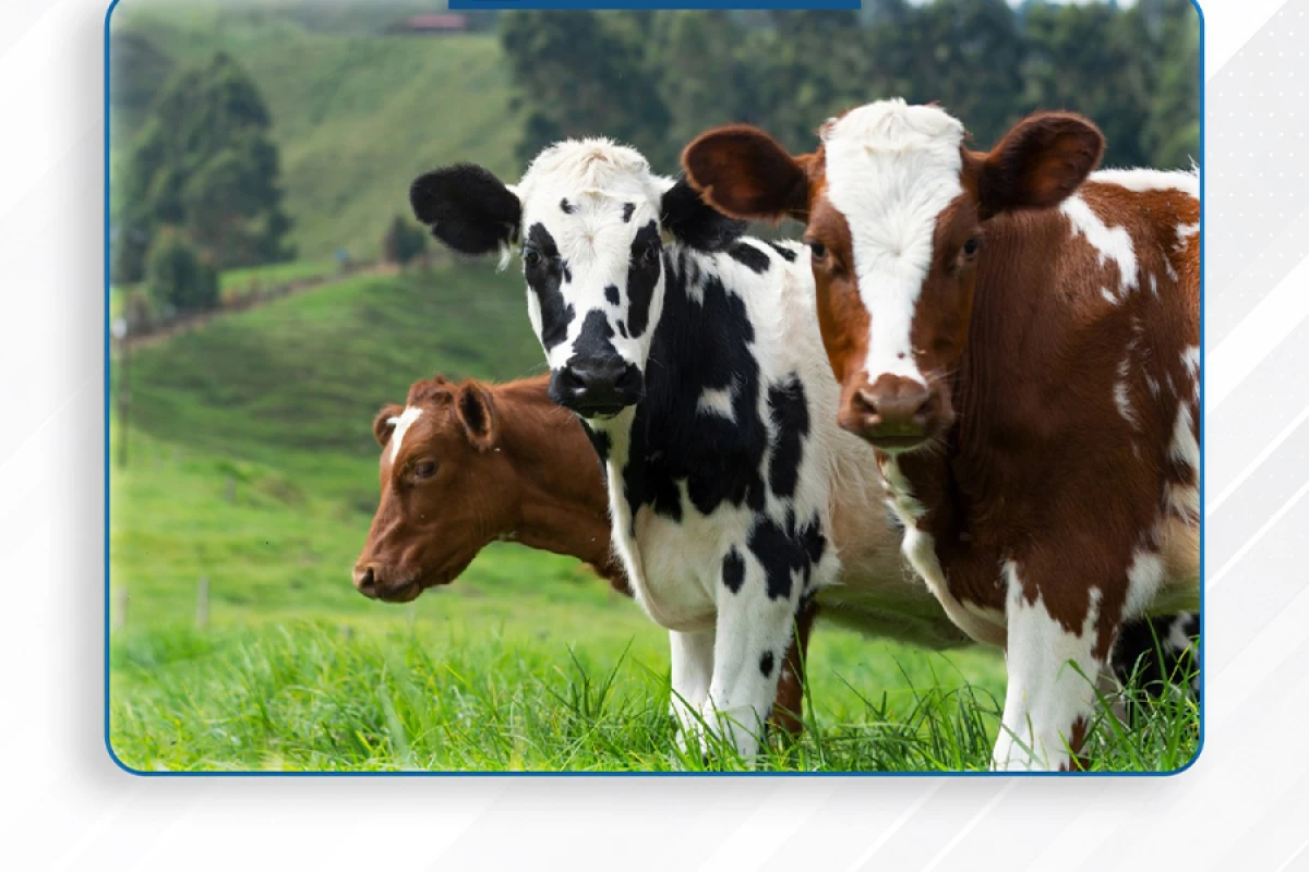 [[AQTA:]] Epizootik vəziyyət nəzarətdə saxlanılır