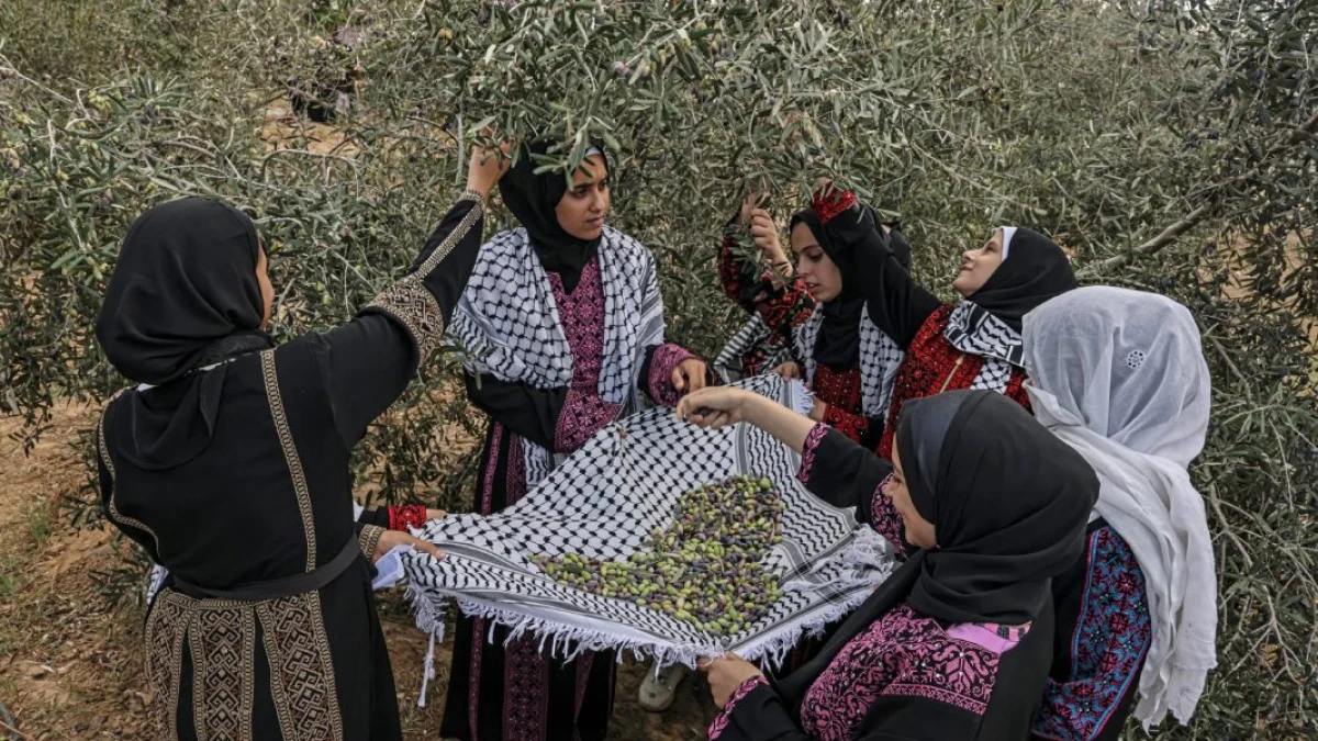 [[Fələstində zeytun biçimi mövsümündə]] hücumlar artdı