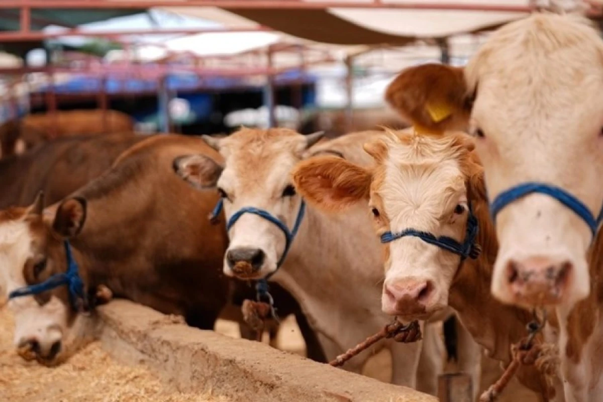 [[Heyvan bazarında böhran:]] Ət bahalaşacaq?