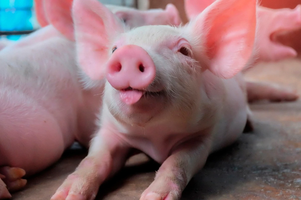 Yaponiyada insanlara orqan köçürülməsi üçün klonlaşdırılmış donuzlar yetişdiriləcək