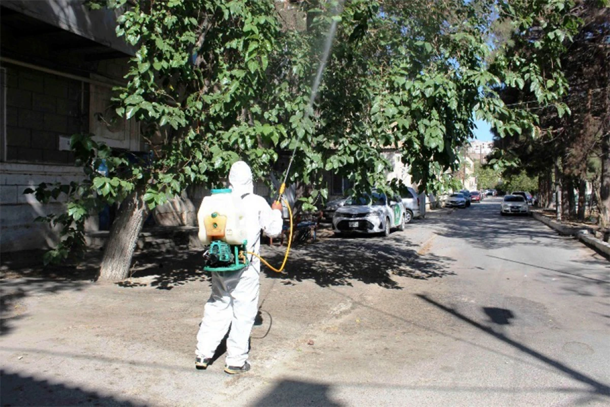 Ağ Amerika kəpənəklərinə qarşı [[profilaktika işləri]] davam edir