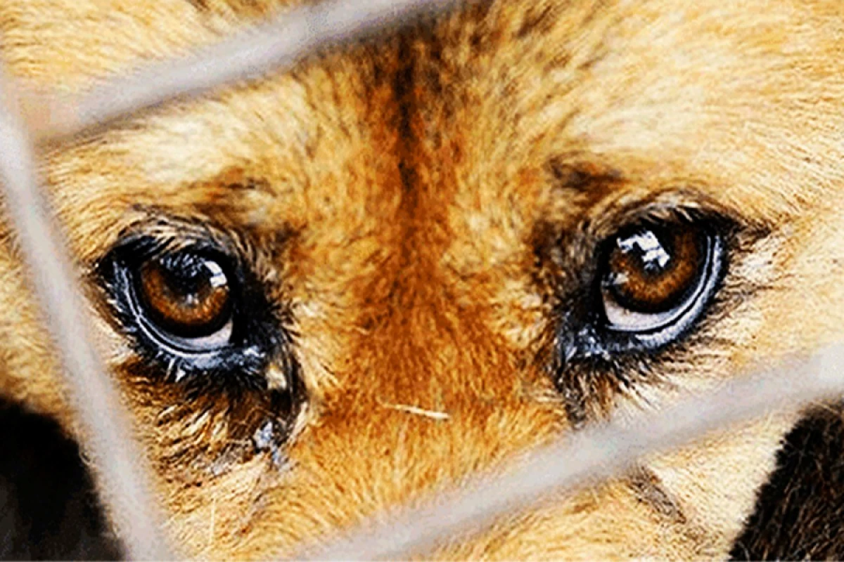 Heyvanlara qarşı zorakılıq çoxalır: [[Cərimələr artırılsın!]]