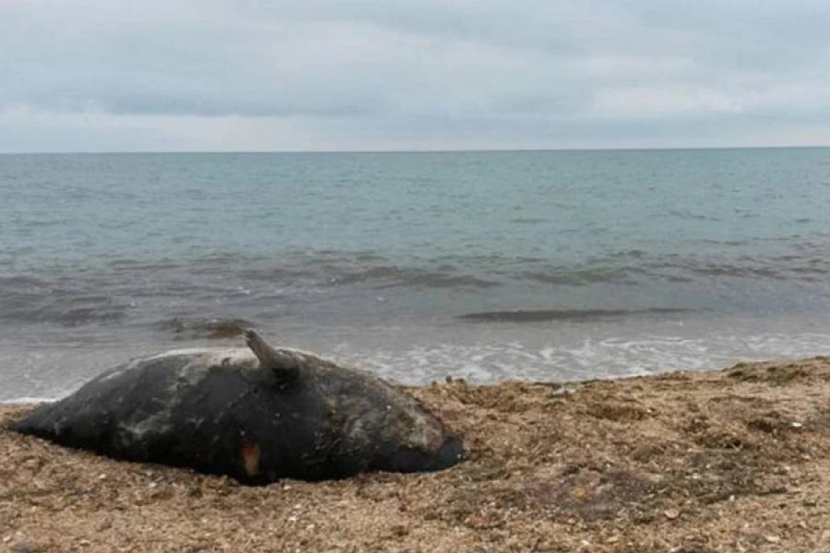 Xəzərdə suitilərin ölümü ekoloji təhlükə yaradır: [["Onlar dənizin sanitar həkimləridir"]]