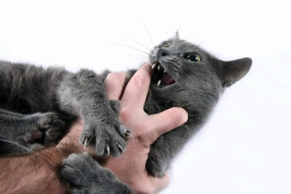 İnsanlar pişiklərin emosiyalarını başa düşməkdə [[çətinlik çəkirlər]]