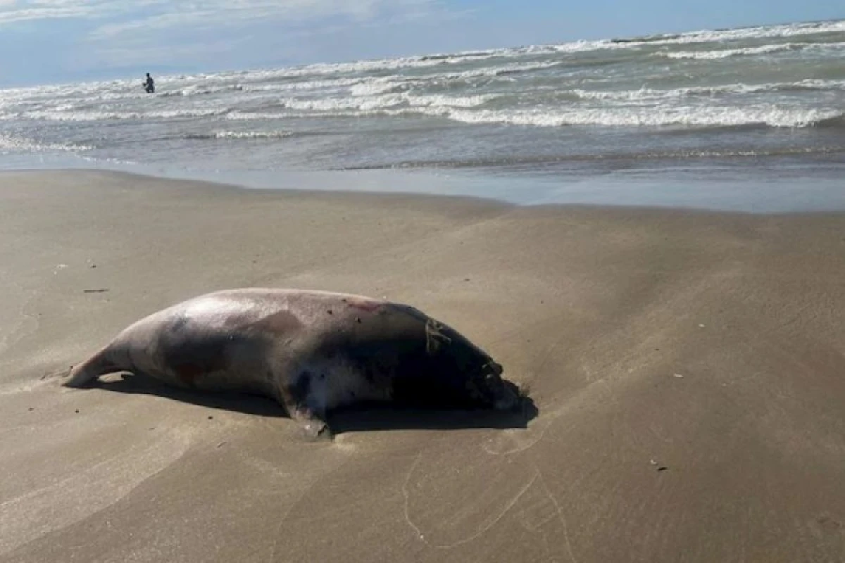 Xəzər sahilində daha [[71 ölü suiti]] aşkarlandı
