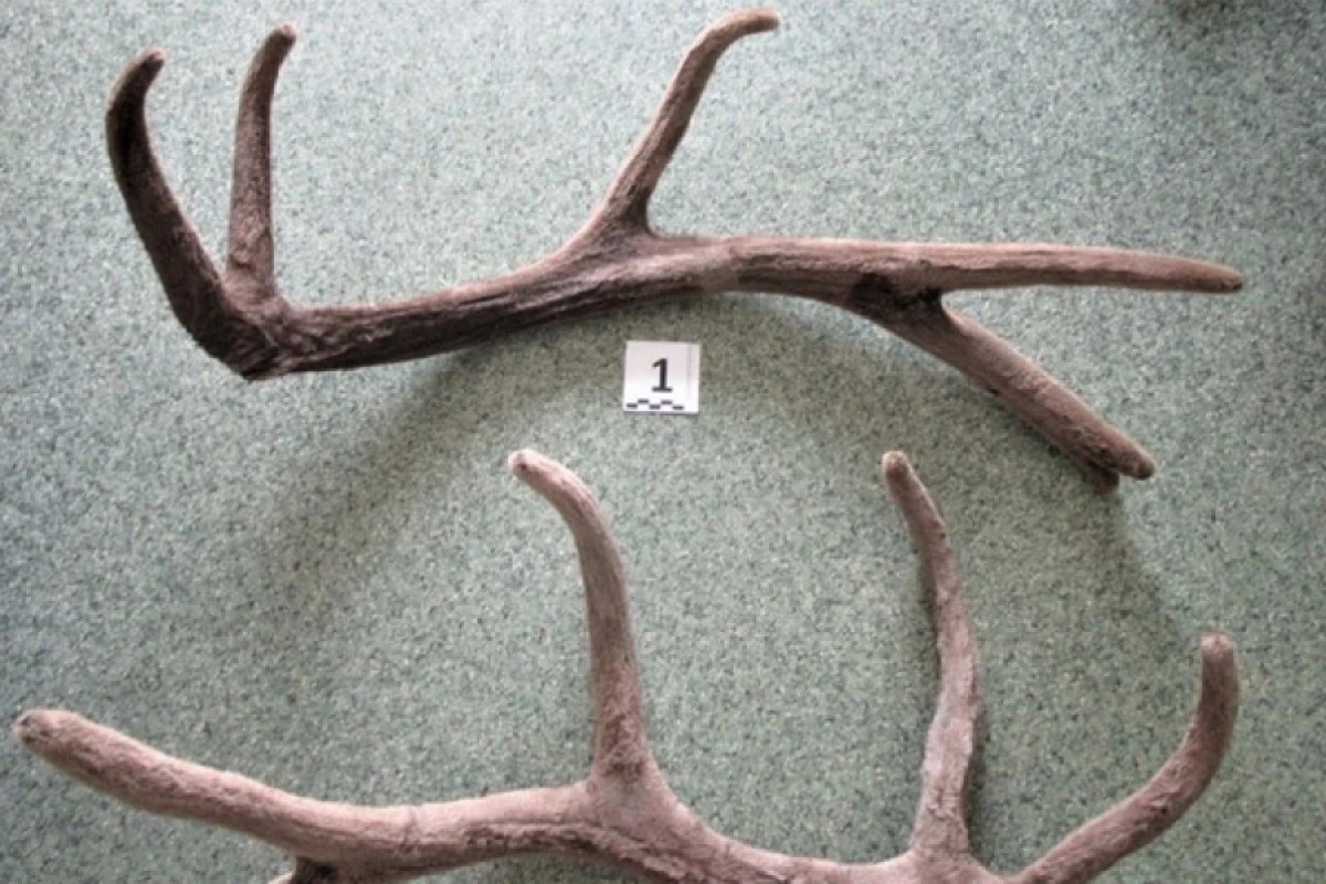 Rusiyadan Bakıya maral buynuzu gətirmək istəyən şəxs saxlanıldı