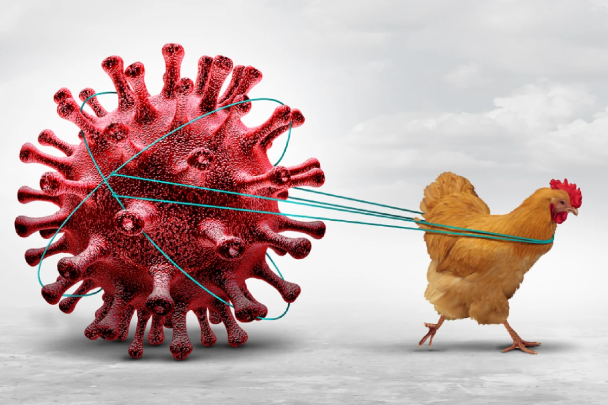 Çexiyada bu il [[beşinci böyük quş qripi epidemiyası]] qeydə alınıb