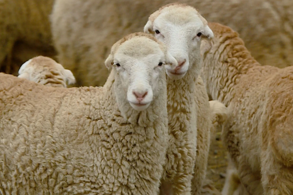 Azərbaycanda qoyun və keçi sayı azalır: [[Qiymət artımı gözlənilir?]]