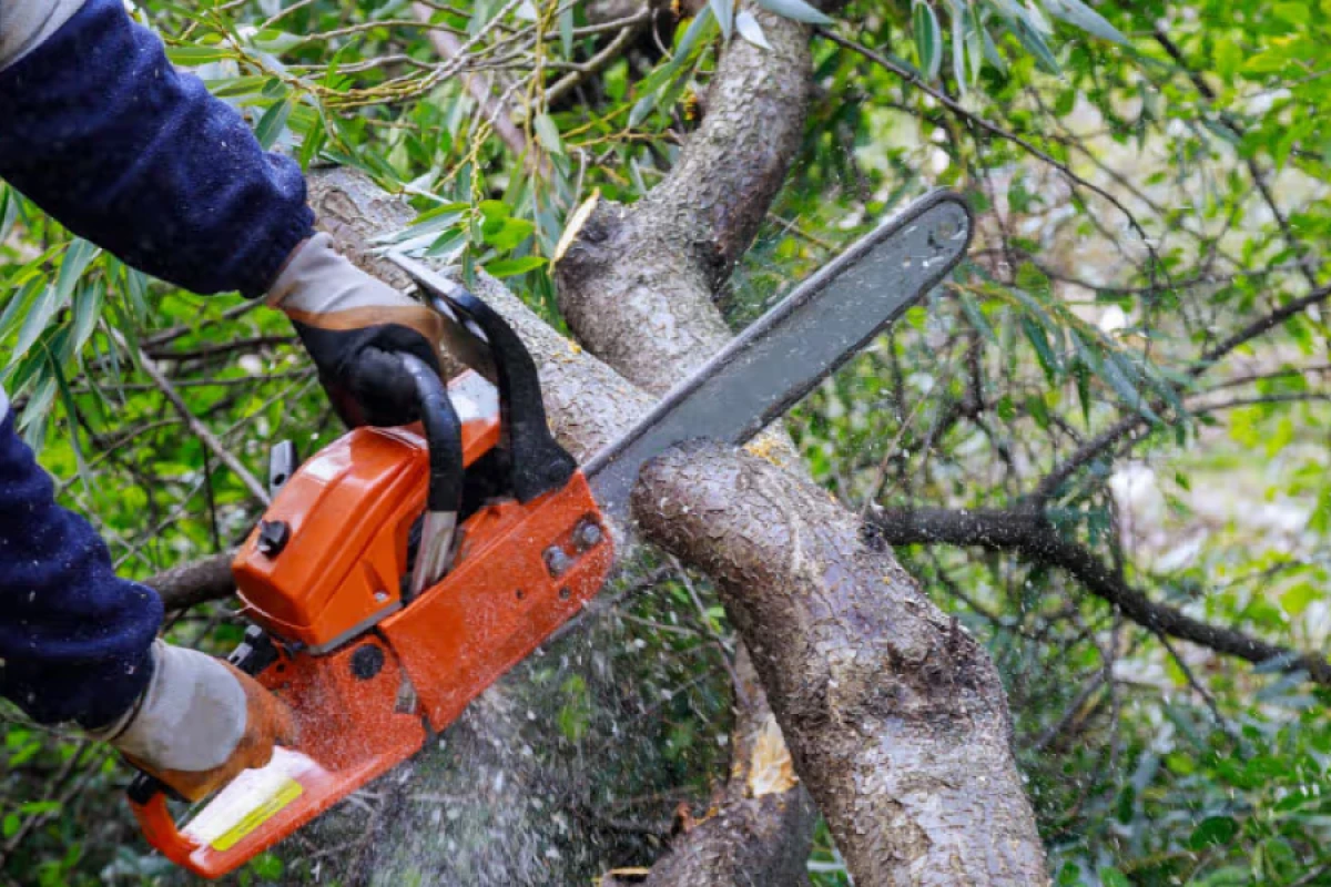 Ağacların kəsilməsi nəticəsində yaşıllıqlara 84 min manatdan çox ziyan vuruldu
