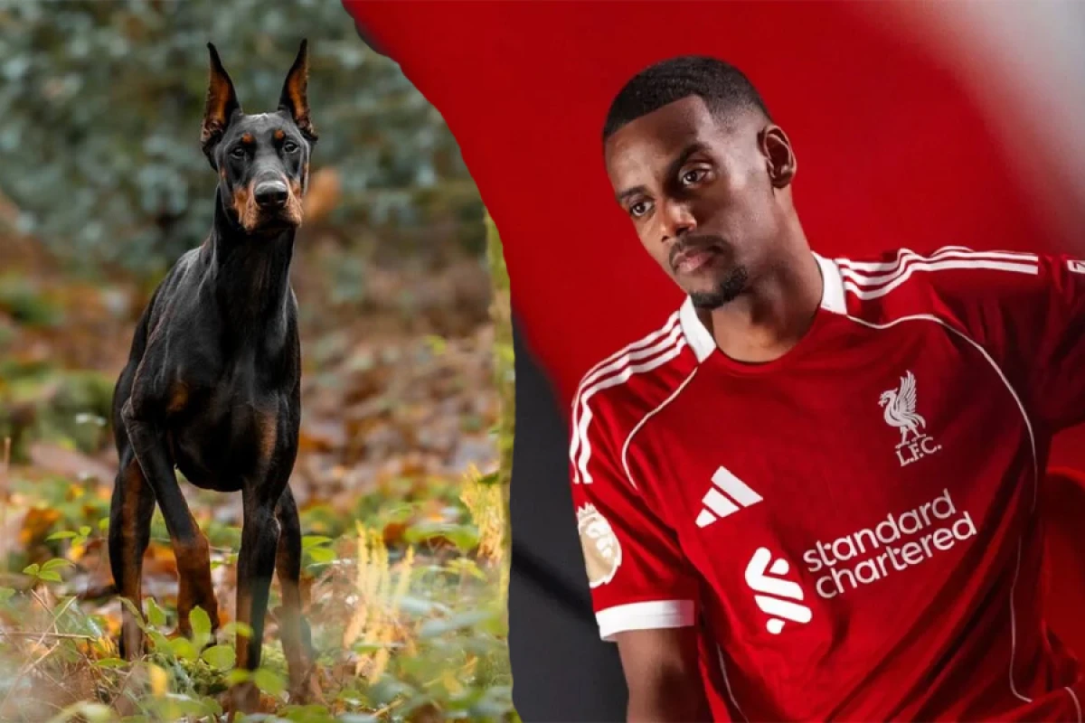 Aleksander İsak [[mühafizəçi itə]] sərvət xərclədi