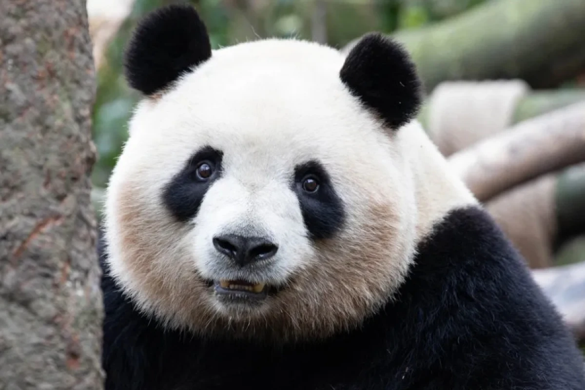 Tokio zooparkı pandalarını itirmək təhlükəsi ilə üzləşdi