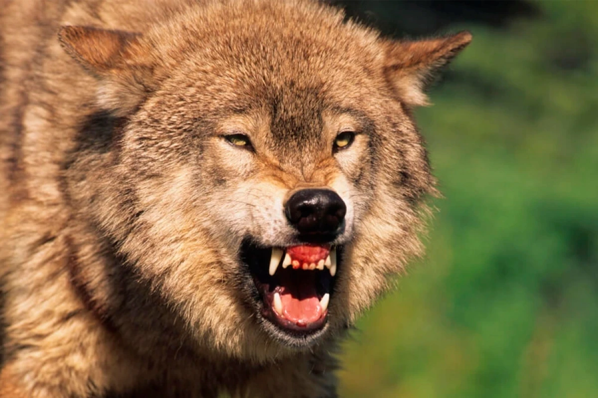 Kürdəmirdə canavarlar [[13 baş qoyun]] tələf etdi