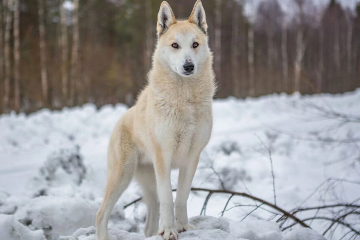 Bəzi it cinslərində [[canavar DNT-si]] aşkarlandı