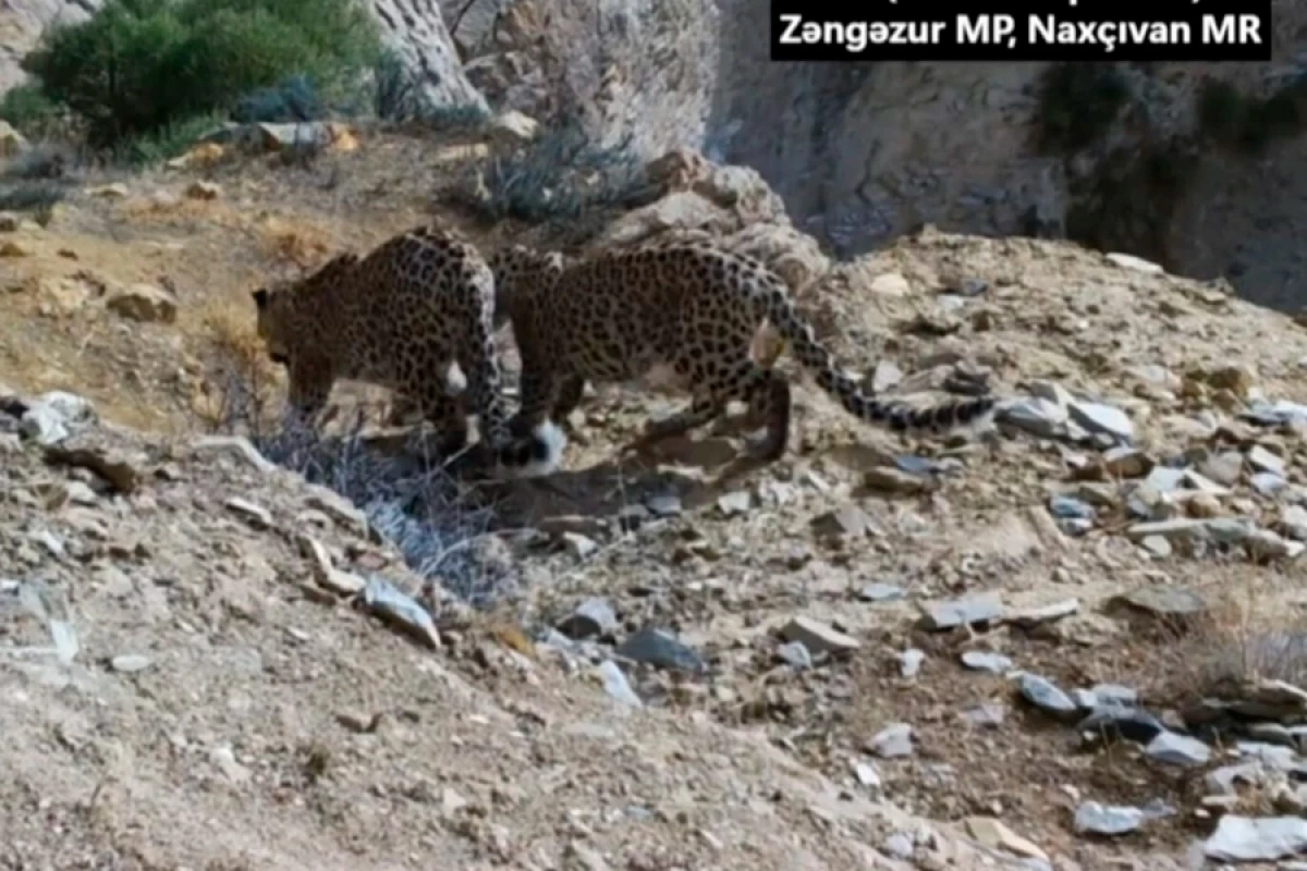 Zəngəzur Milli Parkında [[bəbir və iki balası]] görüntüləndi