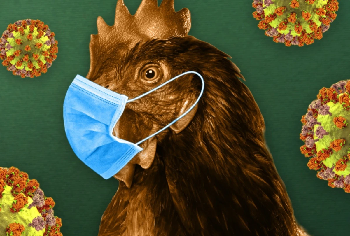 [[Quş qripi]] COVID-19-dan daha təhlükəlidir?