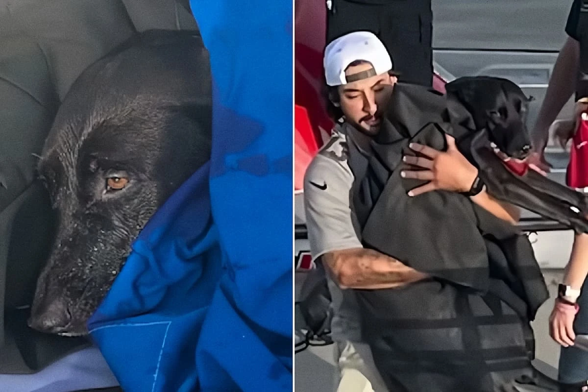 İtkin düşən it [[dənizin ortasında]] tapıldı