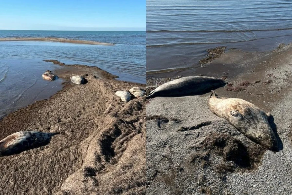 Yüzlərlə suiti cəsədi yenidən sahildə: [[Xəzərlə bağlı ciddi xəbərdarlıq!]]