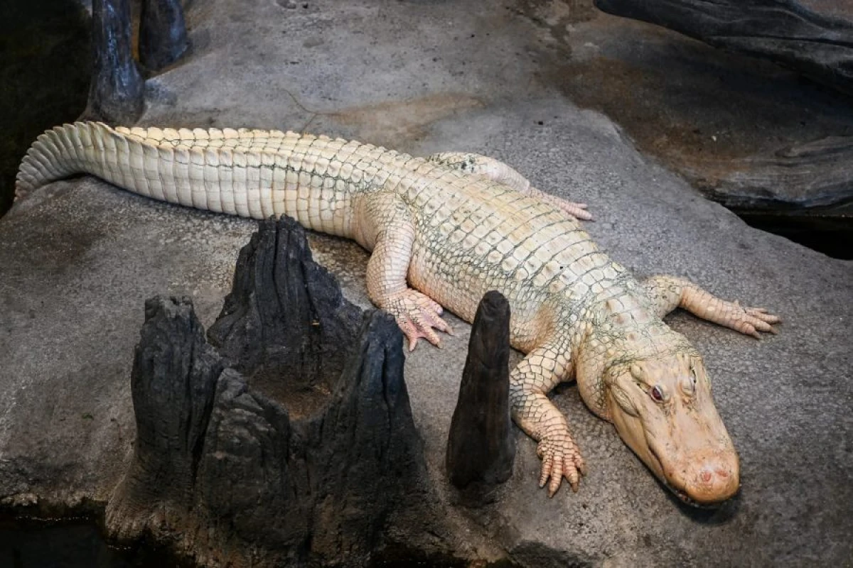 Məşhur timsah [[öldü]]