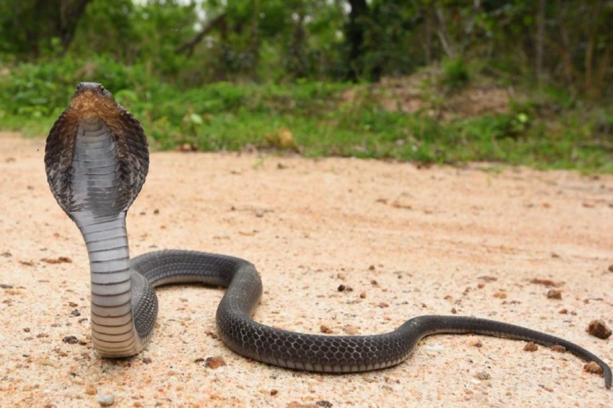 Kobranın dişləməsi üçün mərcə girdi, [[həyatını itirdi]]