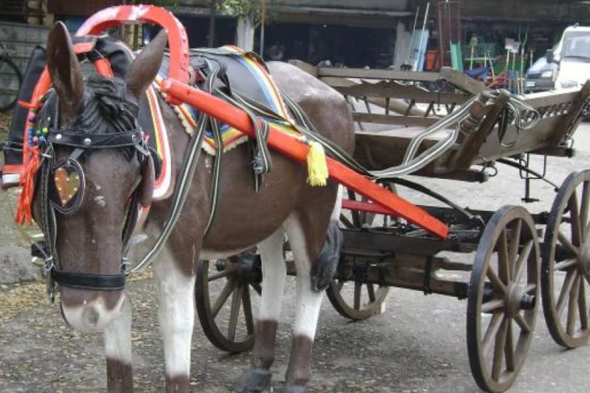 Samuxda maşın eşşək arabasına çırpıldı - [[Xəsarət alanlar var]]