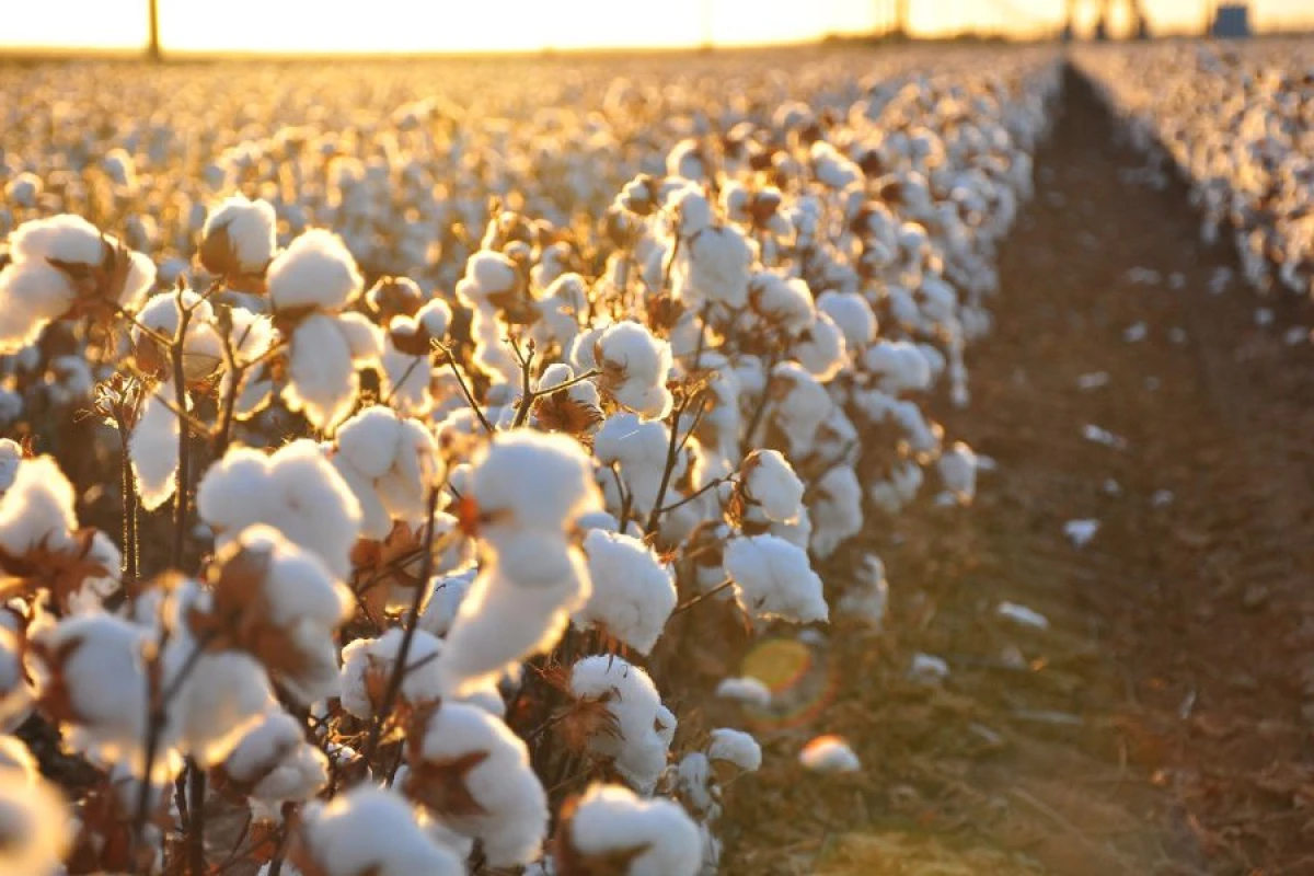 Rekord pambıq məhsuldarlığı kəndlərə [[nə qazandırdı?]]