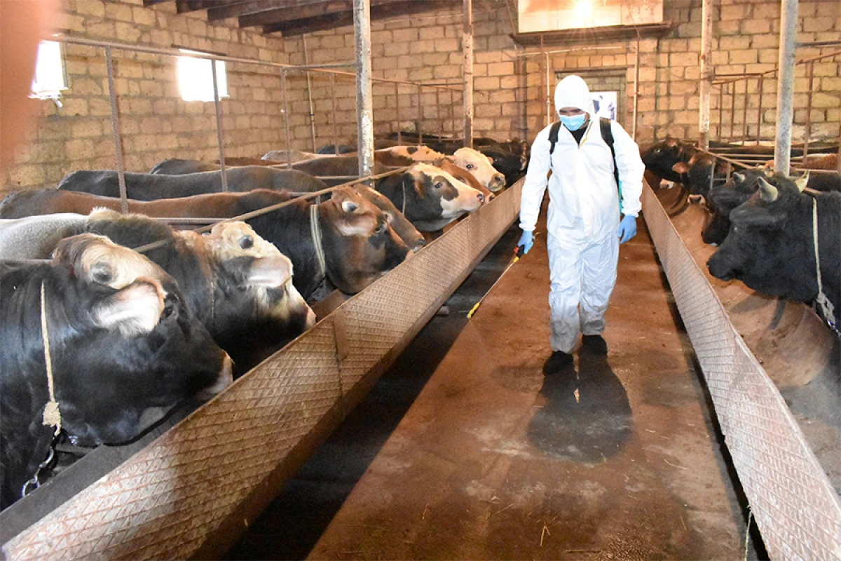 Heyvan sağlamlığının [[təmin olunması üçün ardıcıl tədbirlər]] həyata keçirilir