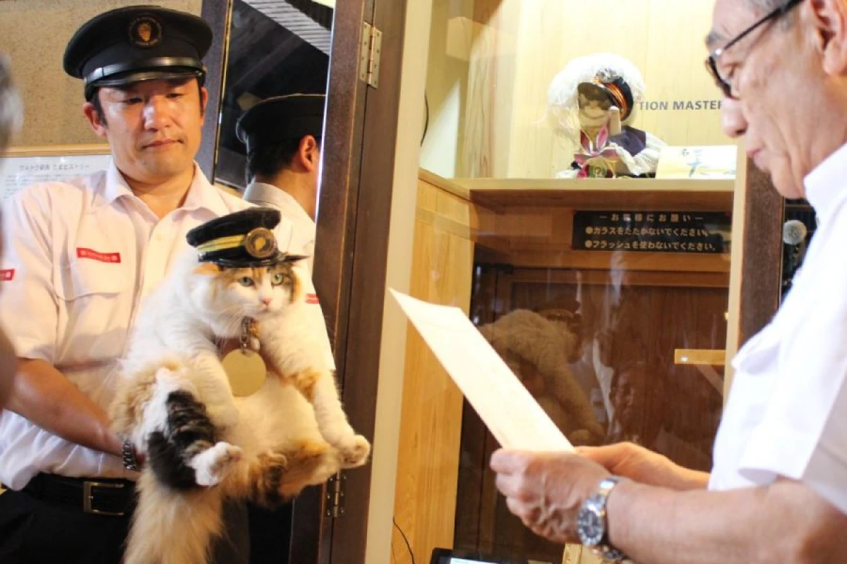 Yaponiyada məşhur pişik [[Nitama öldü]]