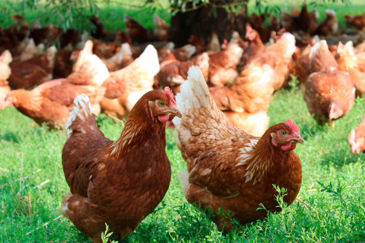 Niderlandda quş qripi [[epidemiyası səbəbindən minlərlə toyuq]] məhv ediləcək