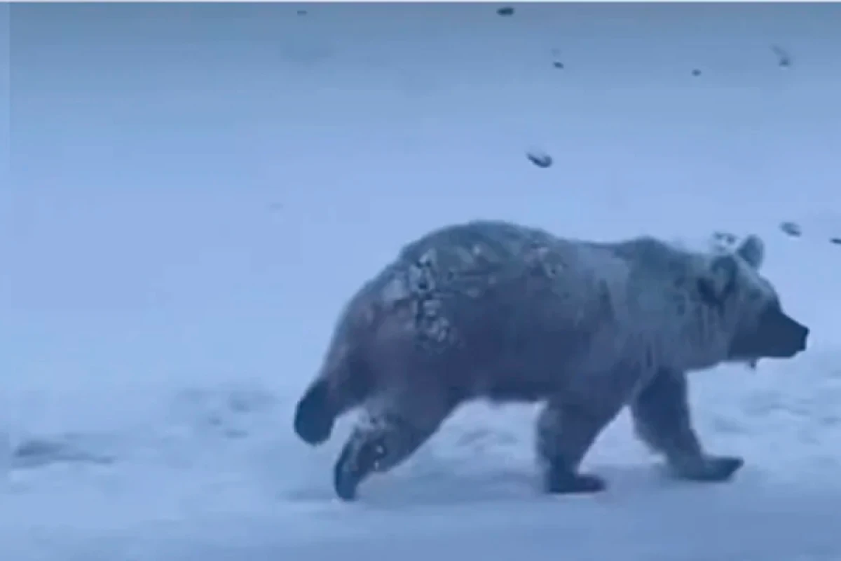 Laçında qonur ayı [[- VİDEO]]